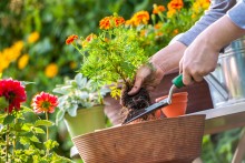 Begginer guidelines to gardening