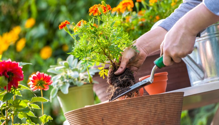 june gardening