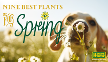 9 best plants for spring