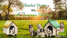 A Starter Home vs A Forever Home